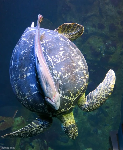 Sea turtle with a sucker fish on it | made w/ Imgflip meme maker