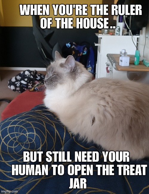 image tagged in cats | made w/ Imgflip meme maker