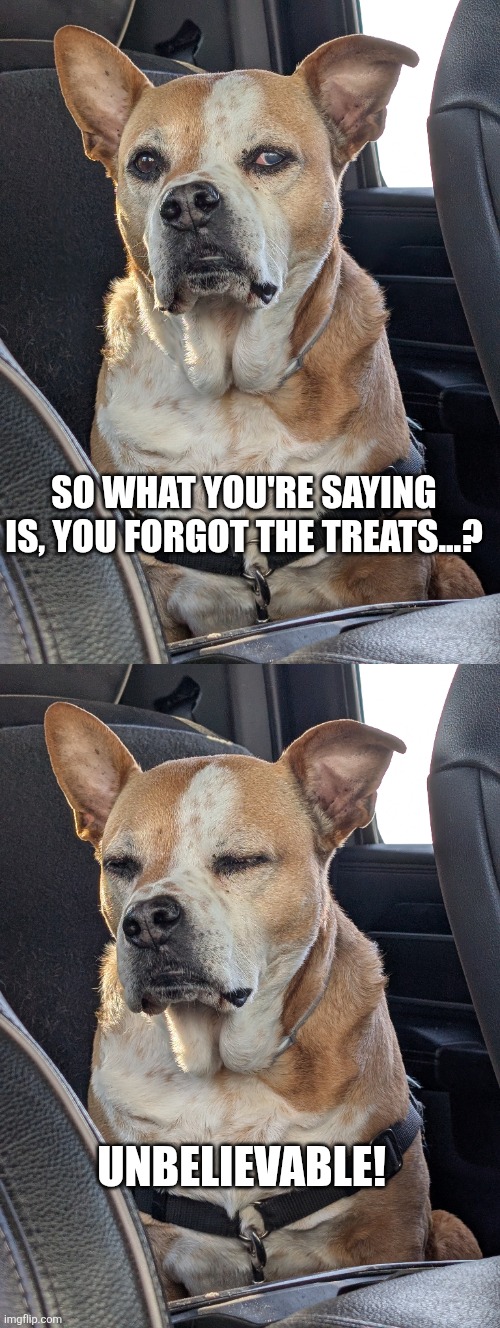 Elvis is thinking | SO WHAT YOU'RE SAYING IS, YOU FORGOT THE TREATS...? UNBELIEVABLE! | image tagged in elvis,dogs,funny dogs,elvis the dog,dogs are great,love dogs | made w/ Imgflip meme maker