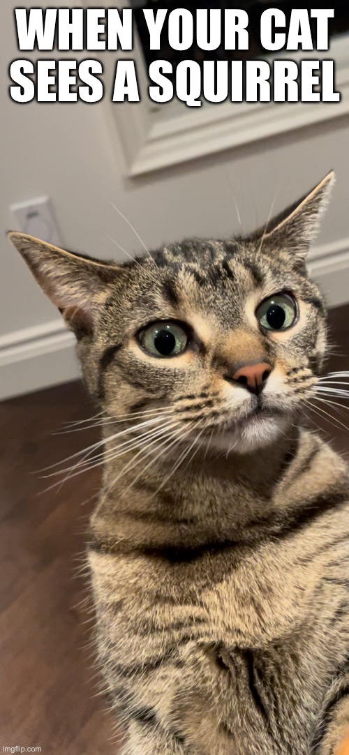 When Your Cat Sees A Squirrel | WHEN YOUR CAT SEES A SQUIRREL | image tagged in fun,memes,cats,funny cats,pets,relatable | made w/ Imgflip meme maker