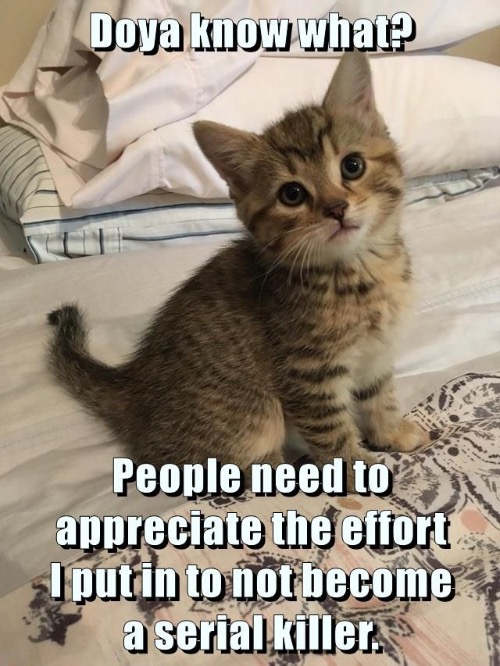 Effort Kitten | image tagged in cats,funny cats,kittens,cute kittens,serial killer,effort | made w/ Imgflip meme maker
