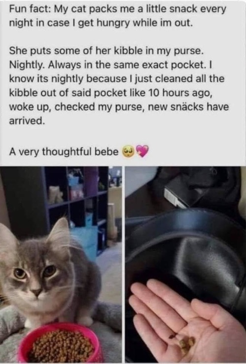 Thoughtful Cat | image tagged in cats,funny cat memes,thoughtful,cute cat,snack,aww | made w/ Imgflip meme maker