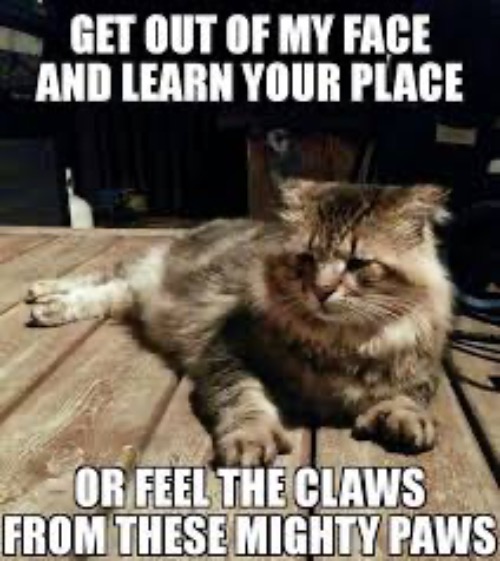 Learn Your Place Mere Human | image tagged in cats,funny cat memes,the boss,rhymes,obey,injury | made w/ Imgflip meme maker
