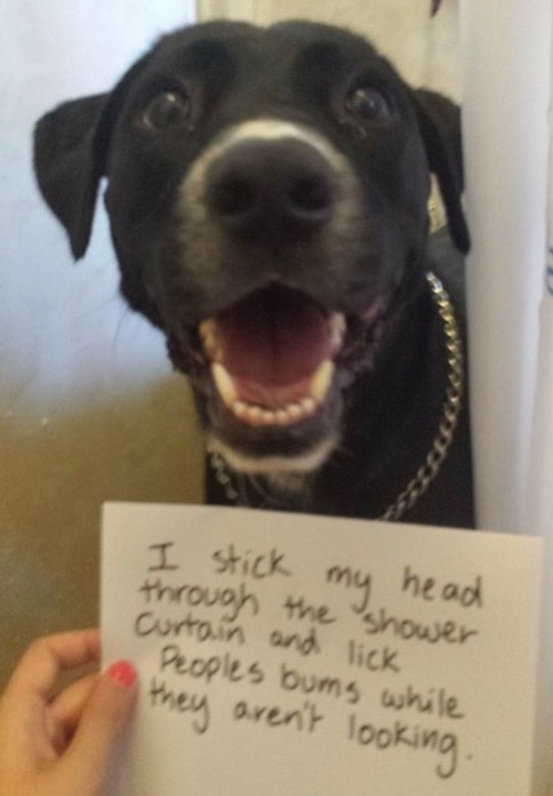 Another Butt Licker | image tagged in dogs,funny dogs,butt licker,butt,bum,shower | made w/ Imgflip meme maker