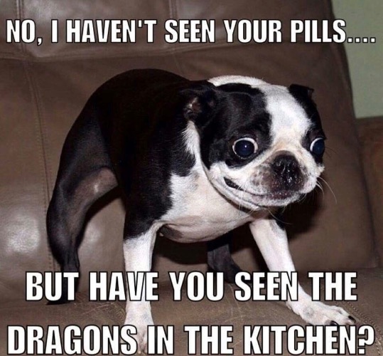 Dog High On Drugs | image tagged in dogs,funny dog memes,high,drugs,dragon,lsd | made w/ Imgflip meme maker