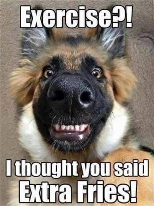Exercise | image tagged in dogs,funny dog,funny face,facial expressions,exercise,french fries | made w/ Imgflip meme maker