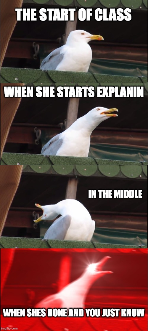 Inhaling Seagull | THE START OF CLASS; WHEN SHE STARTS EXPLANIN; IN THE MIDDLE; WHEN SHES DONE AND YOU JUST KNOW | image tagged in memes,inhaling seagull | made w/ Imgflip meme maker
