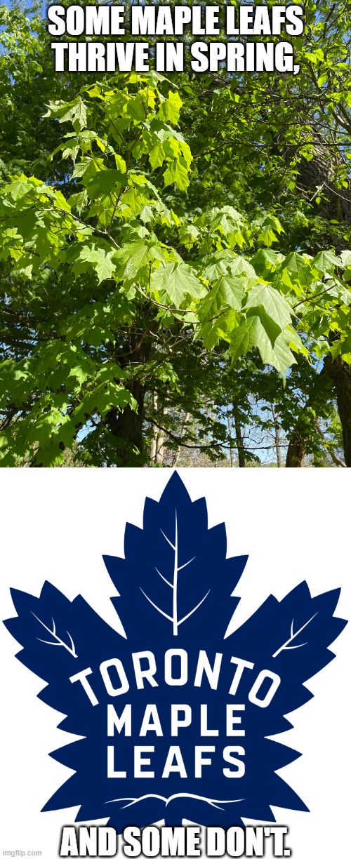 To Fellow Leafs Fans: Some Maple Leafs Thrive In Spring, And Some Don't. | SOME MAPLE LEAFS THRIVE IN SPRING, AND SOME DON'T. | image tagged in maple leafs logo,fun,hockey,relatable,toronto maple leafs,sports | made w/ Imgflip meme maker