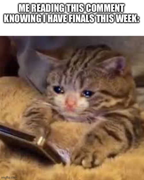 Sad Cat Looking At Phone | ME READING THIS COMMENT KNOWING I HAVE FINALS THIS WEEK: | image tagged in sad cat looking at phone | made w/ Imgflip meme maker