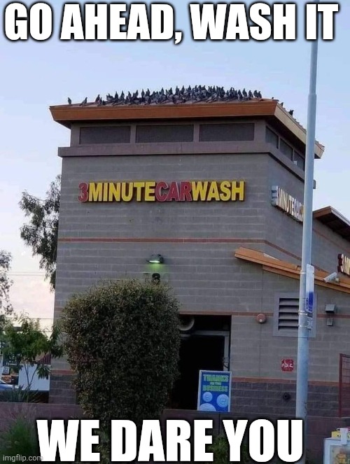 Go Ahead Wash It We Dare You | GO AHEAD, WASH IT; WE DARE YOU | image tagged in chrisjoines1 | made w/ Imgflip meme maker