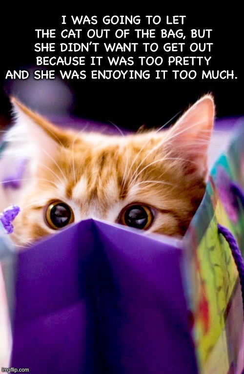 She’s dainty like that… | I WAS GOING TO LET THE CAT OUT OF THE BAG, BUT SHE DIDN’T WANT TO GET OUT BECAUSE IT WAS TOO PRETTY AND SHE WAS ENJOYING IT TOO MUCH. | image tagged in cats,bag | made w/ Imgflip meme maker