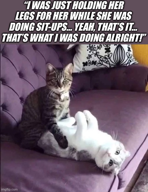 It all looks innocent, maybe we should just believe him… | “I WAS JUST HOLDING HER LEGS FOR HER WHILE SHE WAS DOING SIT-UPS… YEAH, THAT’S IT… THAT’S WHAT I WAS DOING ALRIGHT!” | image tagged in cats,likely story,helping | made w/ Imgflip meme maker