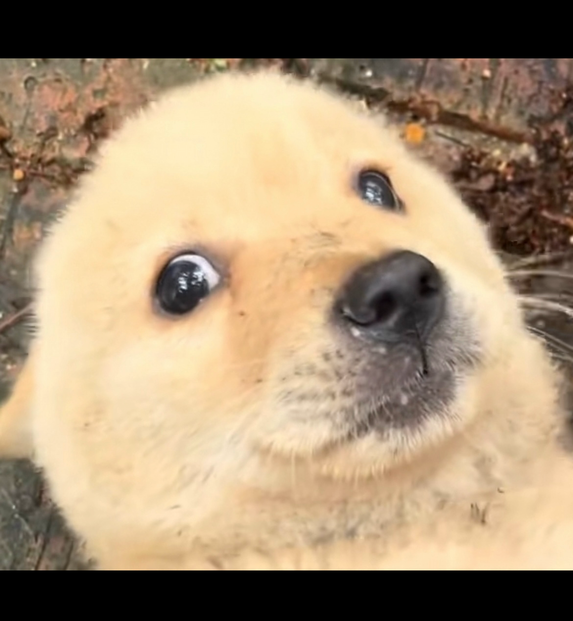 $Doge2 Blank Meme Template
