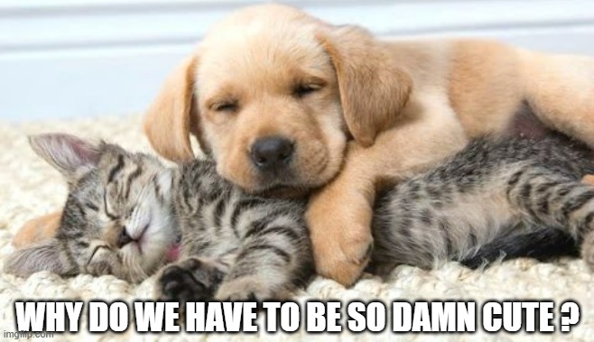 Kitten and puppy wonder why they are so cute | WHY DO WE HAVE TO BE SO DAMN CUTE ? | image tagged in cats,kitten,dog,puppy,cute | made w/ Imgflip meme maker