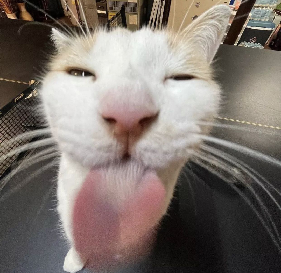 Blep Cat Blank Meme Template