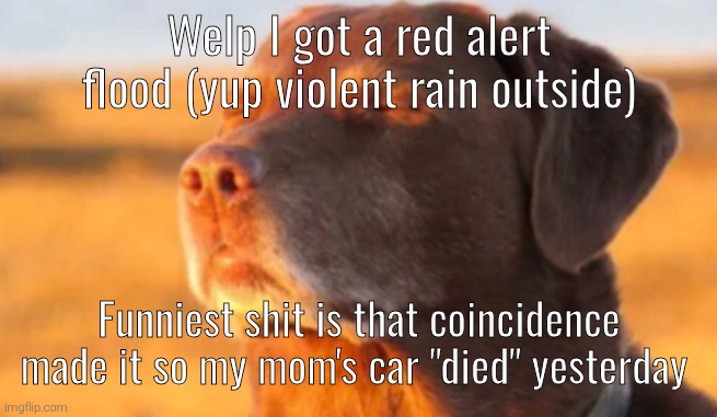 cooked dog | Welp I got a red alert flood (yup violent rain outside); Funniest shit is that coincidence made it so my mom's car "died" yesterday | image tagged in cooked dog | made w/ Imgflip meme maker