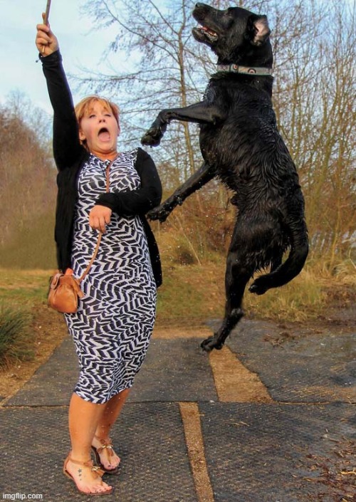 Wingardium Leviosa ! | image tagged in dogs,levitation,spell,harry potter fan | made w/ Imgflip meme maker
