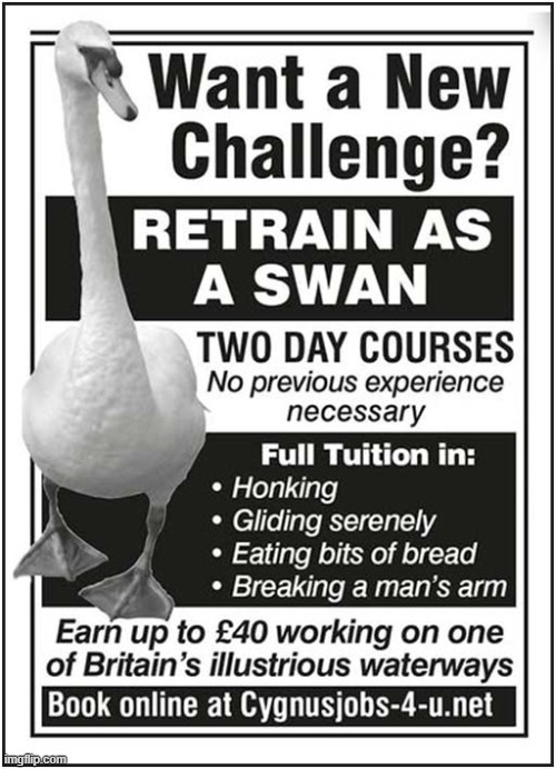A Job Opportunity  ! | image tagged in jobs,training,opportunity,swans,viz | made w/ Imgflip meme maker