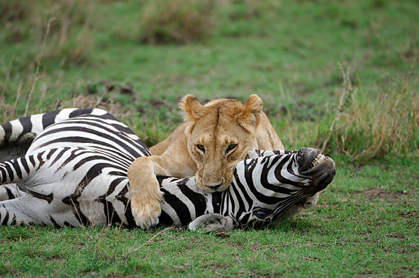 Lion and zebra Blank Meme Template