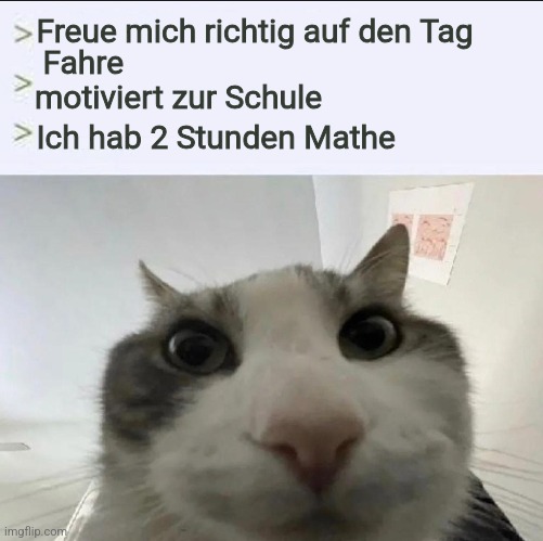 Cat looks inside | Freue mich richtig auf den Tag; Fahre motiviert zur Schule; Ich hab 2 Stunden Mathe | image tagged in cat looks inside | made w/ Imgflip meme maker