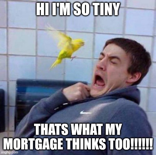 Guy scared of bird yellow parrot instagram size | HI I'M SO TINY; THATS WHAT MY MORTGAGE THINKS TOO!!!!!! | image tagged in guy scared of bird yellow parrot instagram size | made w/ Imgflip meme maker
