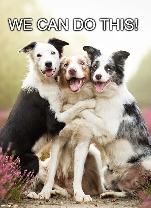 We can do this Dogs | WE CAN DO THIS! | image tagged in three dogs do this,we can do this | made w/ Imgflip meme maker