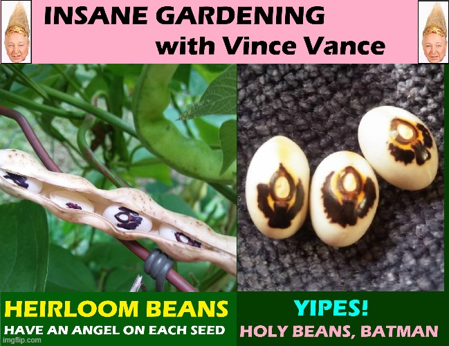 Hair-Raising Gardening Tips | image tagged in vince vance,heirloom,beans,angel,gardening,memes | made w/ Imgflip meme maker
