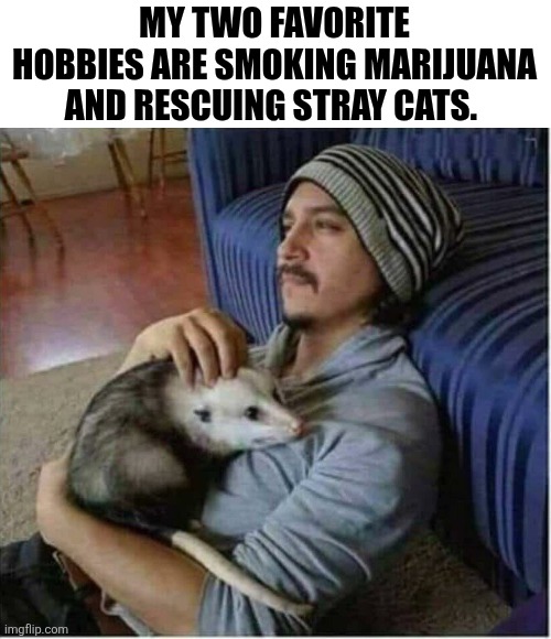 My Two Favorite Hobbies Are Smoking Marijuana And Rescuing Stray Cats | MY TWO FAVORITE HOBBIES ARE SMOKING MARIJUANA AND RESCUING STRAY CATS. | image tagged in chrisjoines1 | made w/ Imgflip meme maker