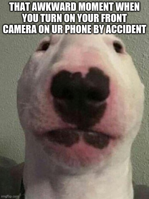 Not again bro | THAT AWKWARD MOMENT WHEN YOU TURN ON YOUR FRONT CAMERA ON UR PHONE BY ACCIDENT | image tagged in nelson the bull terrier / walter | made w/ Imgflip meme maker