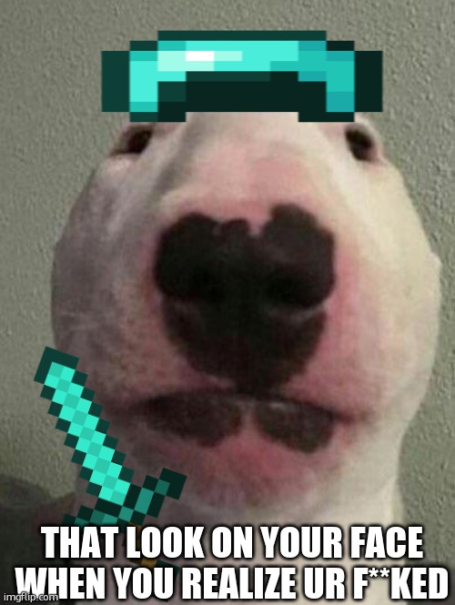 we all had moments like this | THAT LOOK ON YOUR FACE WHEN YOU REALIZE UR F**KED | image tagged in nelson the bull terrier / walter | made w/ Imgflip meme maker