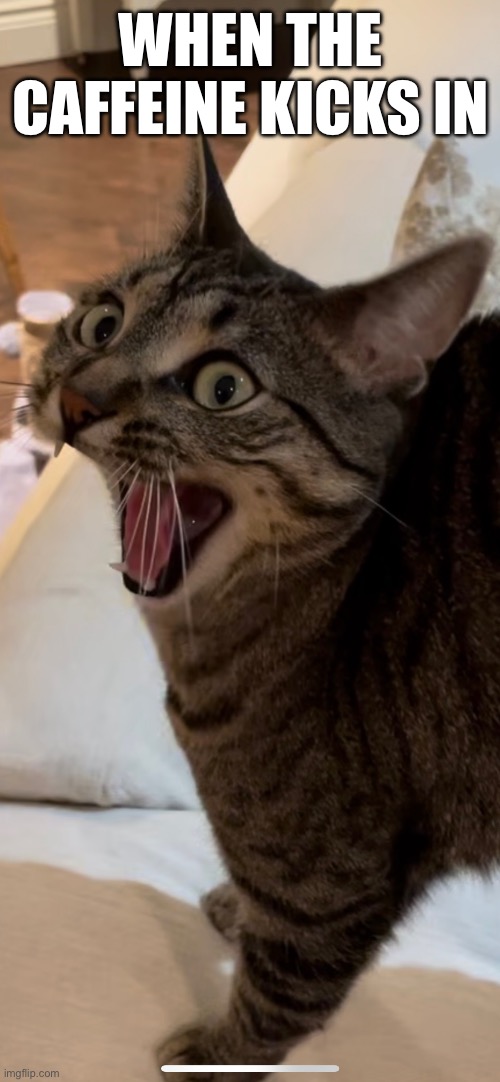 When The Caffeine Kicks In | WHEN THE CAFFEINE KICKS IN | image tagged in fun,funny memes,relatable,funny cats,caffeine | made w/ Imgflip meme maker