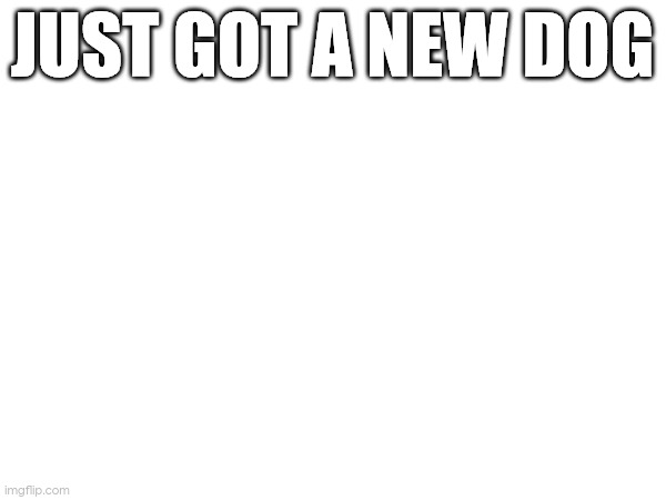 my sister named the dog kino | JUST GOT A NEW DOG | made w/ Imgflip meme maker