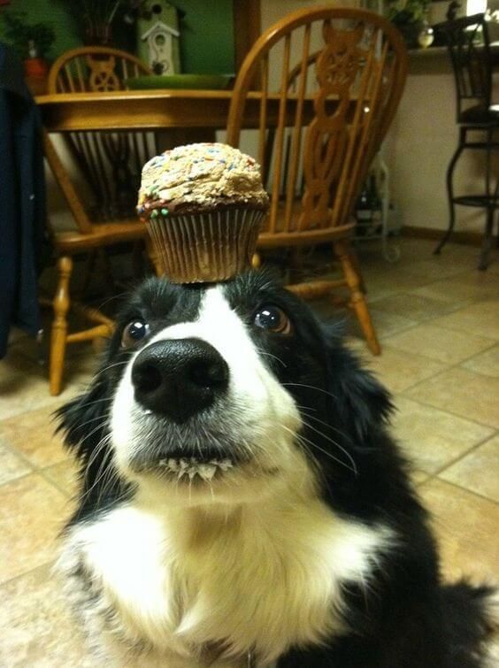 muffin dog Blank Meme Template