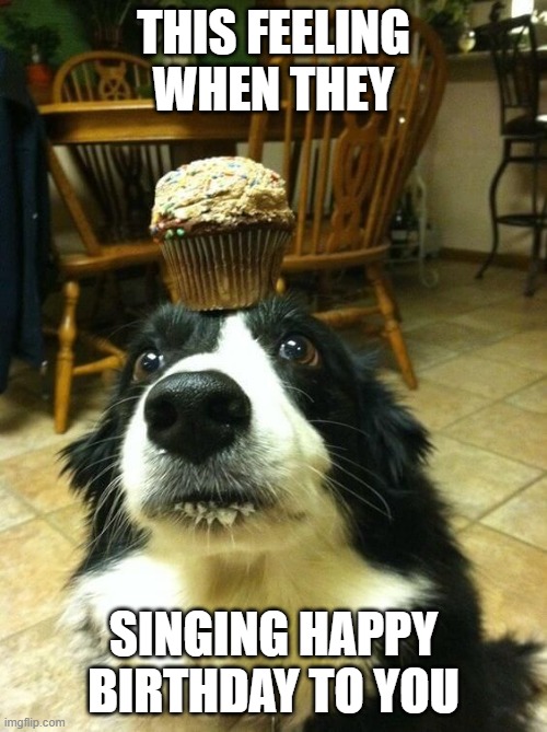 this feeling be like: | THIS FEELING WHEN THEY; SINGING HAPPY BIRTHDAY TO YOU | image tagged in muffin dog | made w/ Imgflip meme maker
