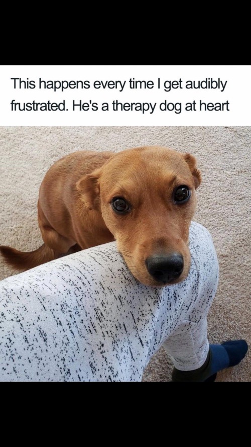 This Happens | image tagged in dogs,funny dogs,cute dog,aww,comfort,keep calm | made w/ Imgflip meme maker