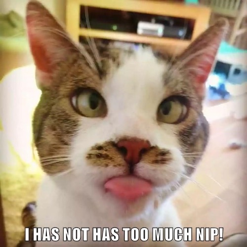 Too Much Nip | image tagged in cats,funny cats,cat nip,stoned,funny face,cross-eyed | made w/ Imgflip meme maker
