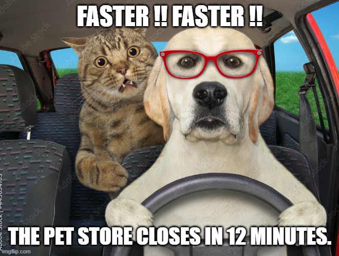 The cat wants the dog to drive faster because the pet store is about to close. | FASTER !! FASTER !! THE PET STORE CLOSES IN 12 MINUTES. | image tagged in cats,dogs,kitten,puppy,funny,humor | made w/ Imgflip meme maker