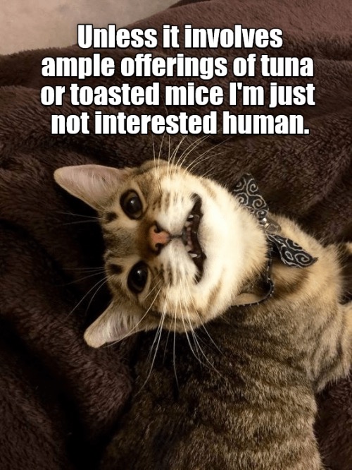 Tuna And Toasted Mice | image tagged in cats,funny cat memes,mice,tuna,facial expressions,cattitude | made w/ Imgflip meme maker