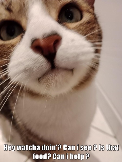 They Always Do This | image tagged in cats,funny cat,curiosity,funny face,in the way,unhelpful teacher | made w/ Imgflip meme maker