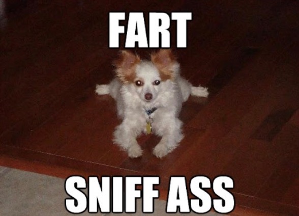 Sniff Ass | image tagged in dogs,funny dog memes,sniff,ass,butt sniffer,fart | made w/ Imgflip meme maker