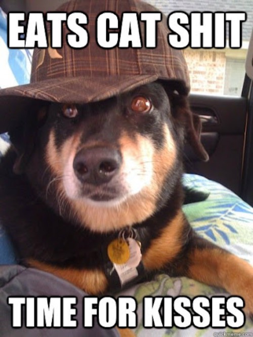 Poop Breath Kisses | image tagged in dogs,funny dog,kisses,eating cat poo,poop breath,shit | made w/ Imgflip meme maker