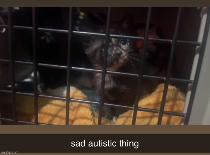 anywyas this is my new kitten | made w/ Imgflip meme maker
