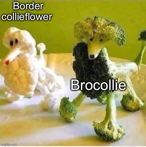 Dog breeds | Border collieflower; Brocollie | image tagged in dogs,broccoli,cauliflower,border collie | made w/ Imgflip meme maker