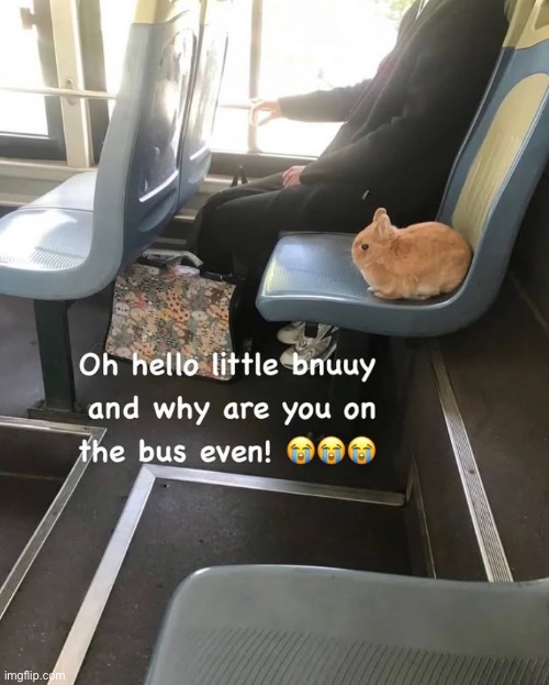 bnuuy!!1! | made w/ Imgflip meme maker