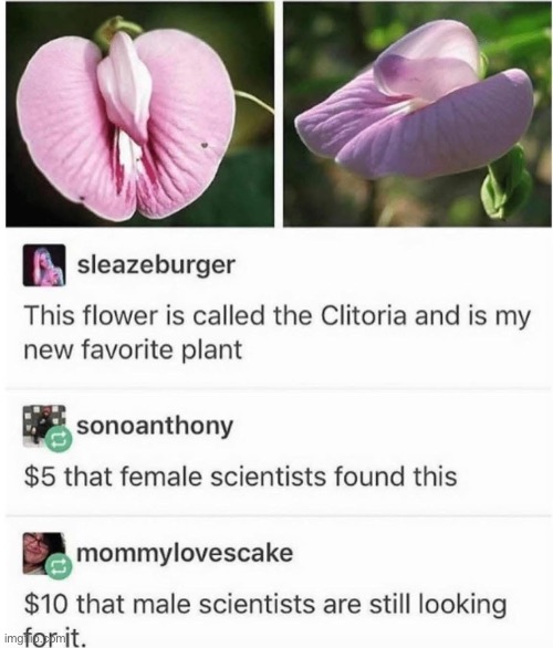 Clit | image tagged in clitoria,flowers,clitoris | made w/ Imgflip meme maker