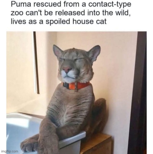 Spoiled | image tagged in puma,cat,spoiled | made w/ Imgflip meme maker
