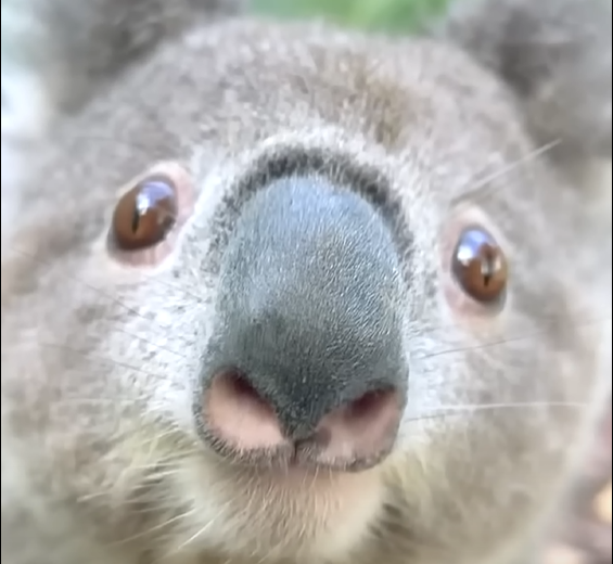 Koala Blank Meme Template
