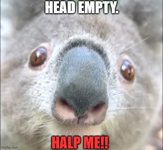 Koala has Smooth Brains believe or not... | HEAD EMPTY. HALP ME!! | image tagged in koala | made w/ Imgflip meme maker
