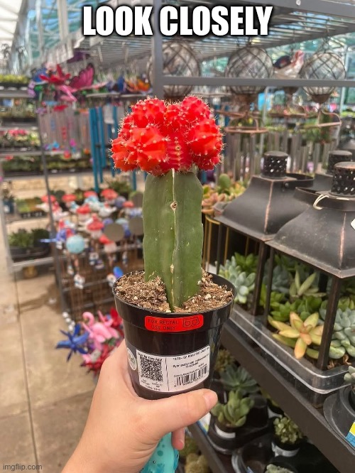 Someone’s been messing around at the nursery | LOOK CLOSELY | image tagged in nursery rhymes,plant,cactus,instructions | made w/ Imgflip meme maker