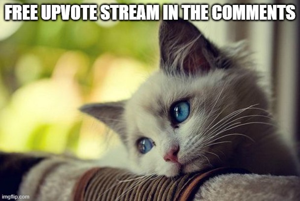 You can post cat pics there : ) | FREE UPVOTE STREAM IN THE COMMENTS | image tagged in memes,first world problems cat | made w/ Imgflip meme maker